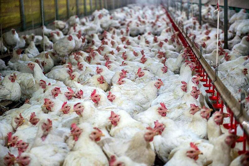 خبرنگاران آذربایجان شرقی رتبه های اول و سوم تولید تخم مرغ و مرغ کشور را دارد