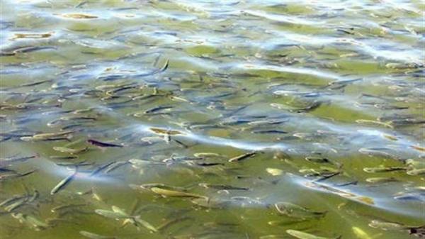 نجات و رهاسازی بیش از 3 هزار قطعه بچه ماهی در بیله سوار